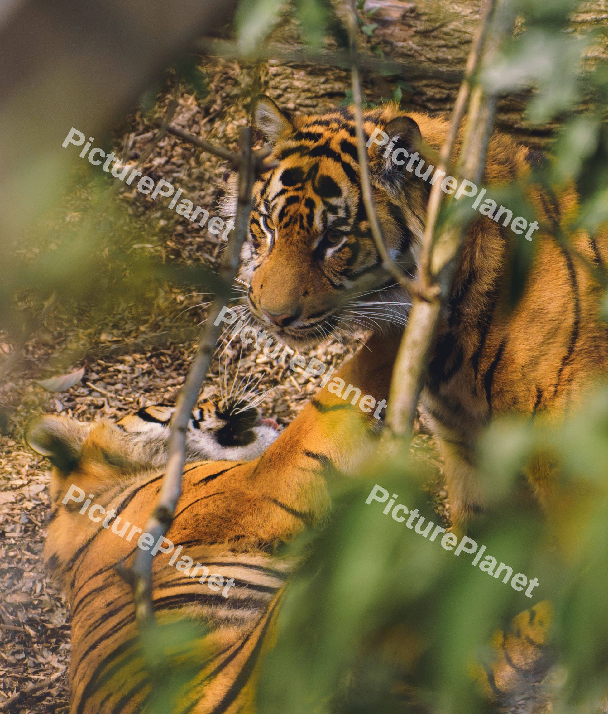 Tiger Eyes